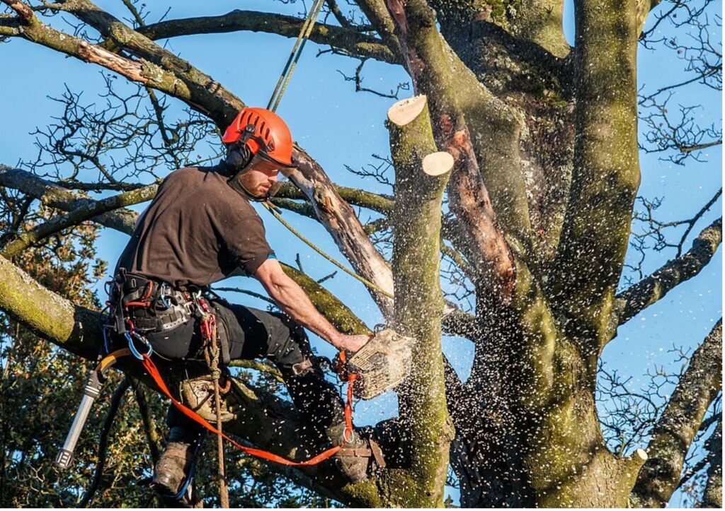 Baumpflege Baumschnitt Rheine